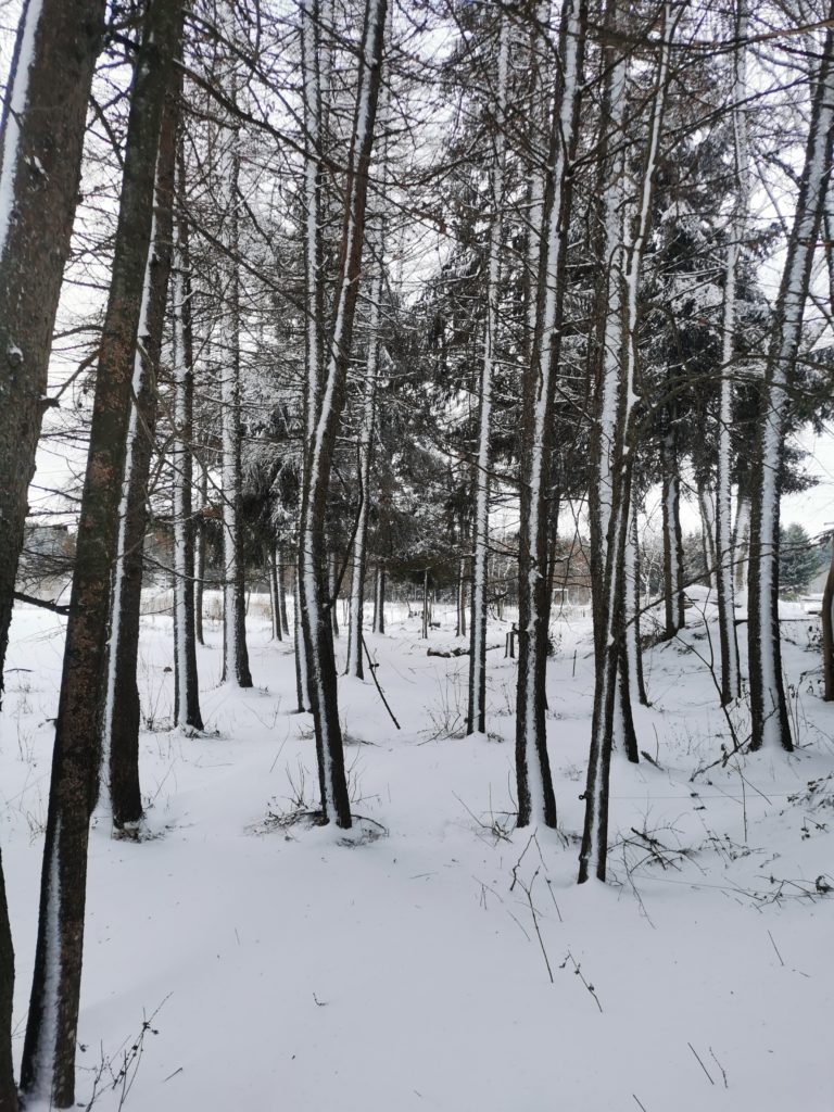 Arbres avec de la neige.