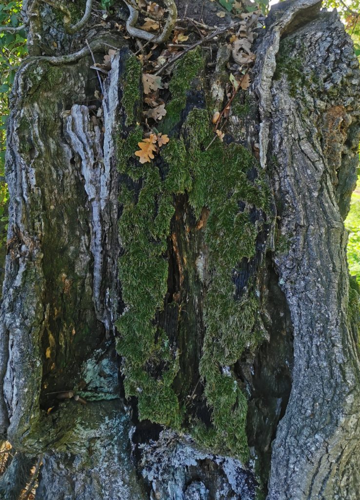 Mousse sur un arbre. 