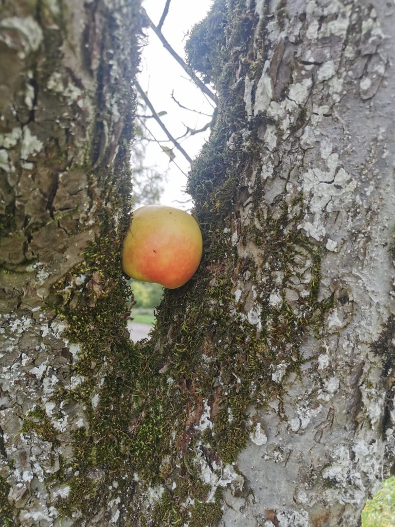 Pomme dans la fourche du pommier. 